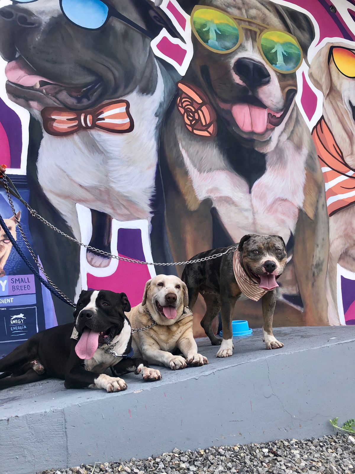 Las mascotas de la tienda